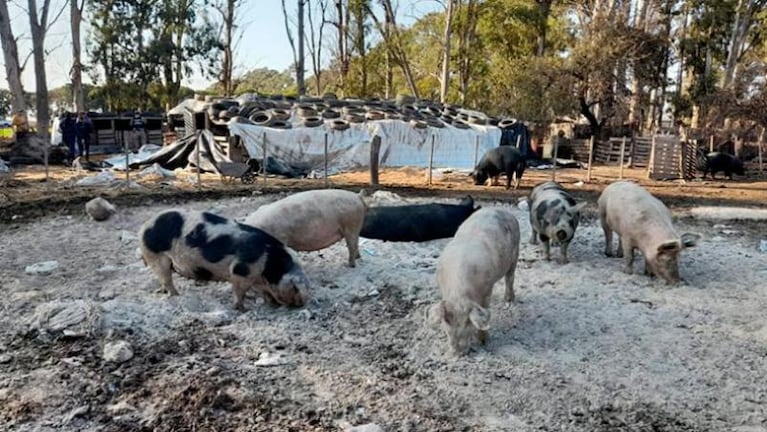 Sacrificaron a más de 230 cerdos en Córdoba por un brote de triquinosis