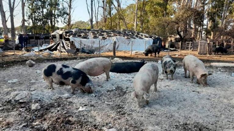 Sacrificaron a más de 230 cerdos en Córdoba por un brote de triquinosis