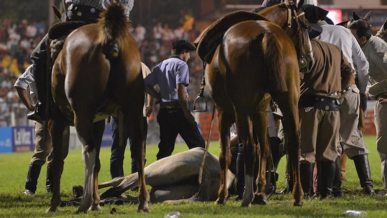 Sacrificaron a un caballo en la segunda noche del festival