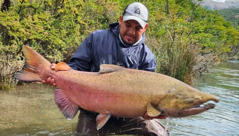 Salmones gigantes en un río de la Patagonia