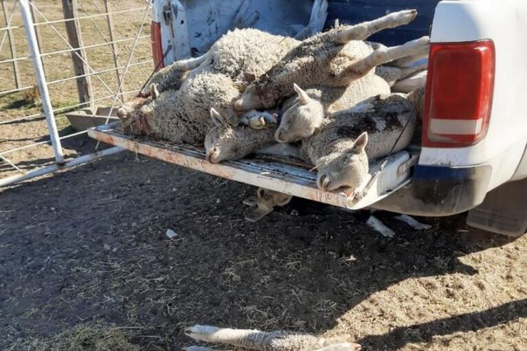 Salvaje ataque de un puma que mató a 39 corderos de un campo 