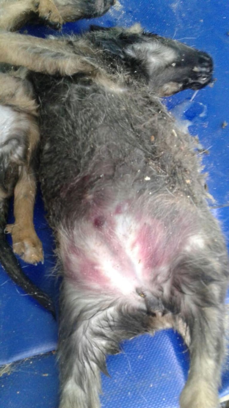 Salvaje matanza de perros en una fundación de barrio San Vicente