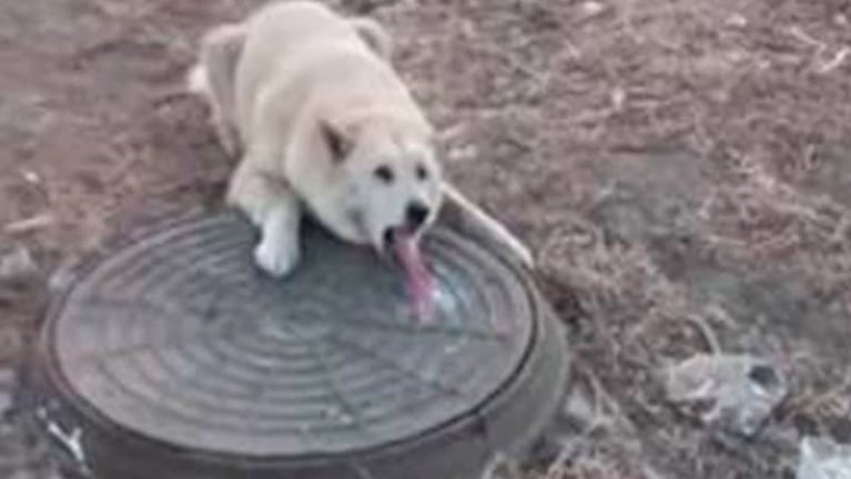 Salvaron a un perro que se le había pegado la lengua por el frío