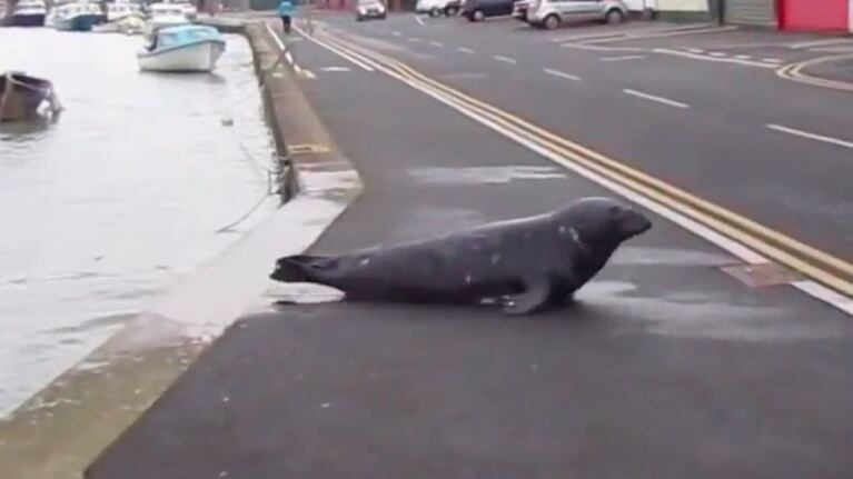 Sammy, la foca que sale del agua en busca de comida.