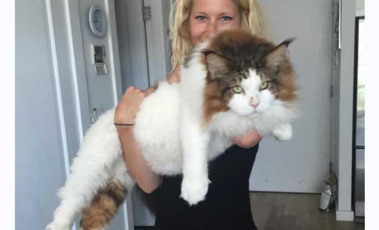 Samson: el gato más grande del mundo