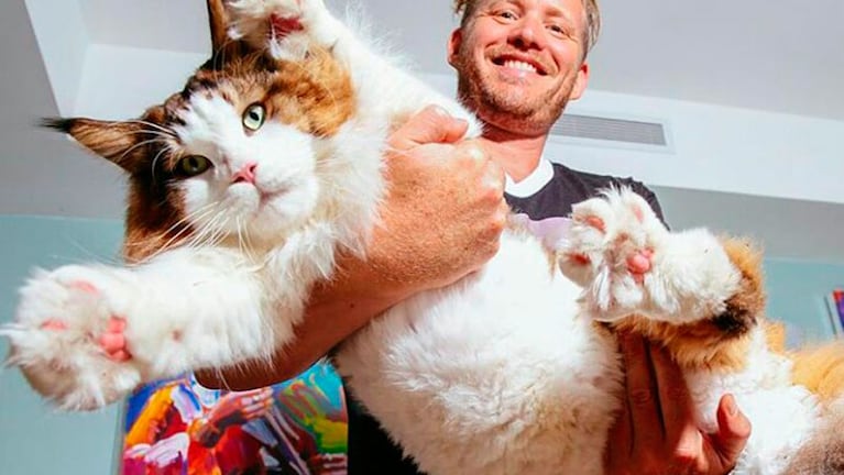 Samson podría convertirse en el nuevo gato récord Guiness.
