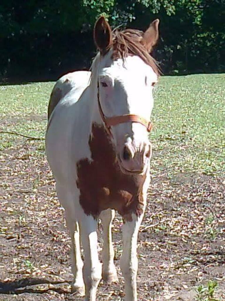 Sanan, ayudan y recuperan a caballos de la calle. 