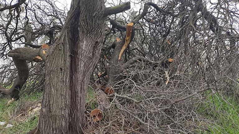 Sancionarán a una mujer que taló dos históricos algarrobos de Villa María