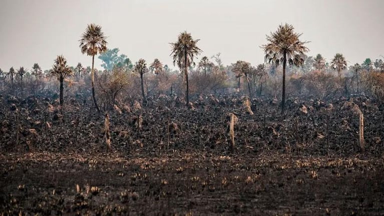 Santi Maratea armó una millonaria colecta para combatir los incendios en Corrientes