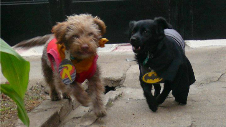 Santos caninos Batman. Una de las fotos ganadoras.