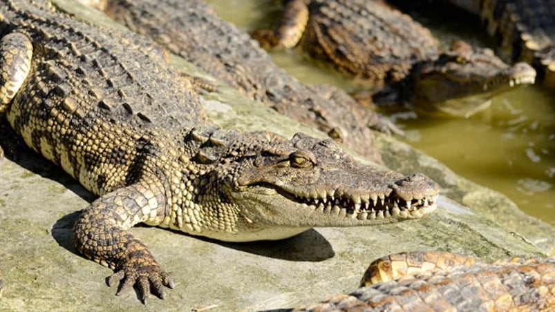 Se cree que solo quedan 5.000 ejemplares de este tipo de cocodrilo en el mundo.