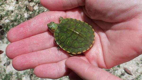 Se desconoce el tamaño que tenía la tortuga de oreja roja.