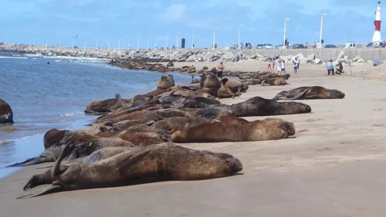 Se encendieron las alarmas en varios puntos de la costa atlántica.