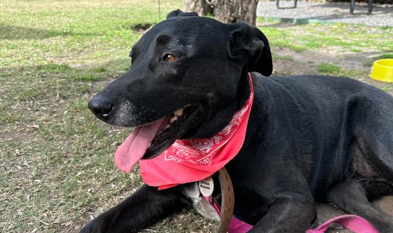 Una perra salvó la vida de 5 cachorritos pero no encuentra hogar