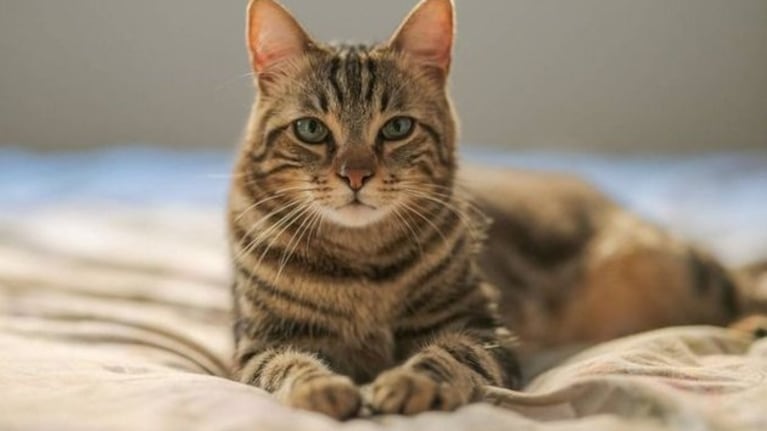 Se estima que hay unos 600 millones de gatos en todo el mundo.