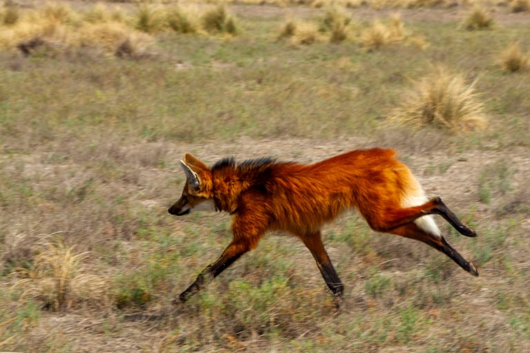 Se estima que quedan solo mil ejemplares de aguará guazús en toda Argentina.