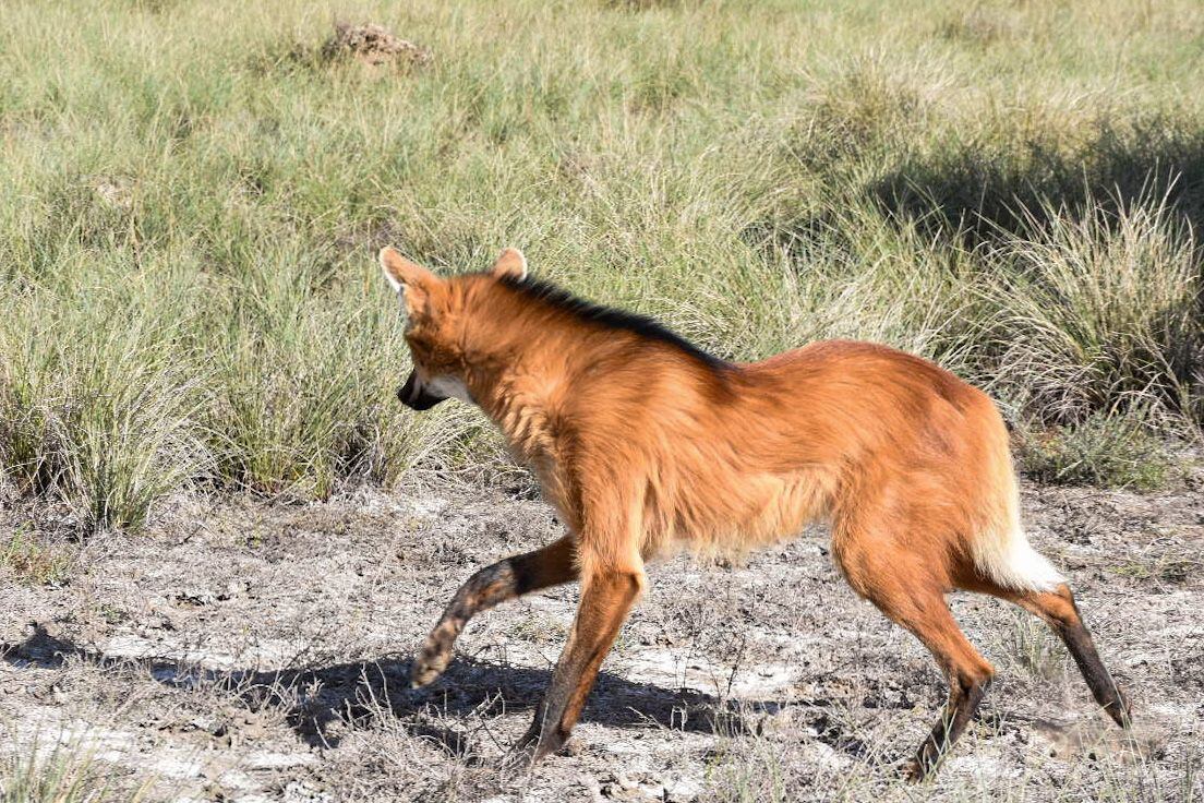 Se estima que solo quedan mil ejemplares de esta especie en toda Argentina. 