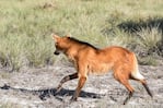 Se estima que solo quedan mil ejemplares de esta especie en toda Argentina. 