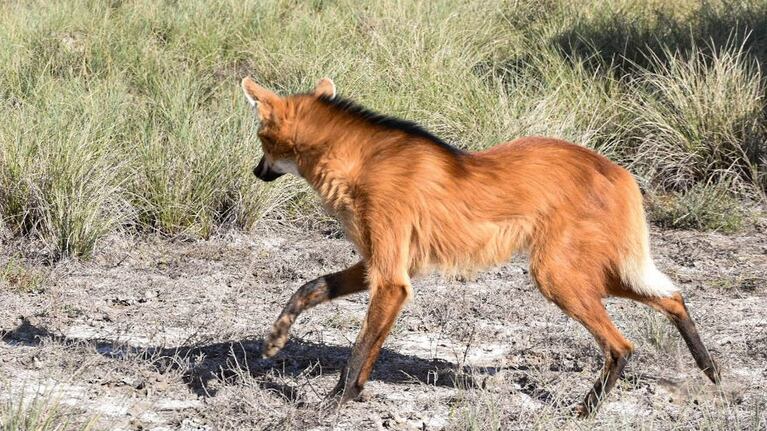 Se estima que solo quedan mil ejemplares de esta especie en toda Argentina.