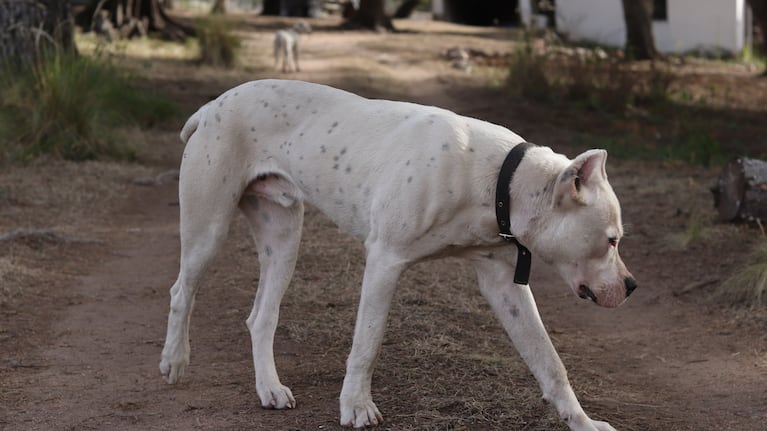 Se impondrán regulaciones a los dueños, criaderos y veterinarios.