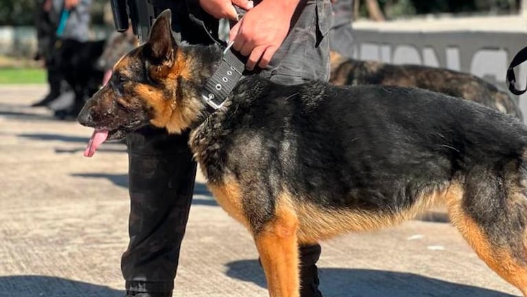 Se “jubiló” Ursus, un perro policía que buscaba cuerpos en casos resonantes