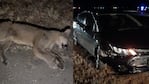 Se les cruzó un puma en la autopista Córdoba-Rosario: "Estamos vivos de milagro"