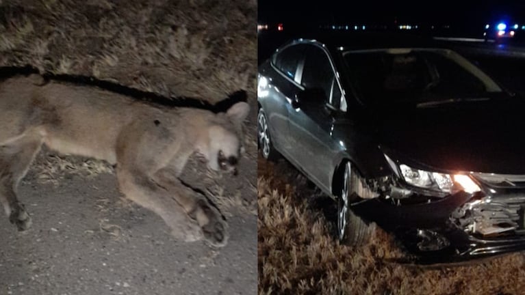 Se les cruzó un puma en la autopista Córdoba-Rosario: "Estamos vivos de milagro"
