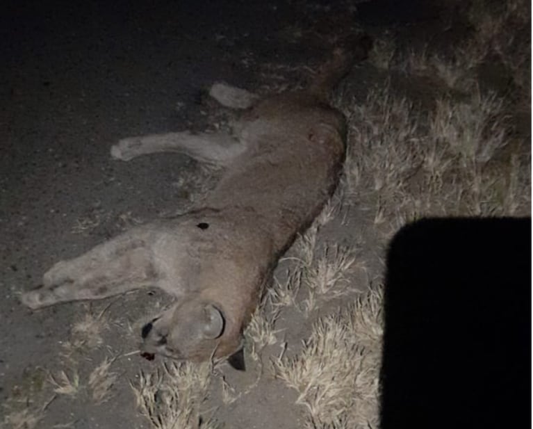 Se les cruzó un puma en la autopista Córdoba-Rosario: "Estamos vivos de milagro"