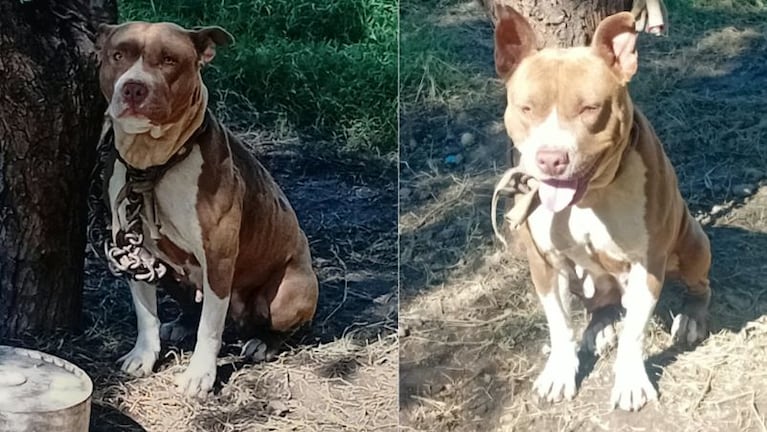 Se les metió un pitbull a la casa el viernes pasado y no lo pueden sacar.