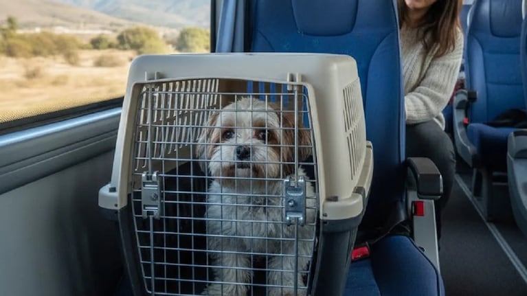 Se podrá viajar con mascotas en colectivos de larga distancia: requisitos y animales permitidos