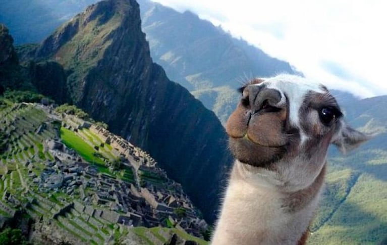 Se quiso sacar una selfie en el Machu Picchu, cayó y murió