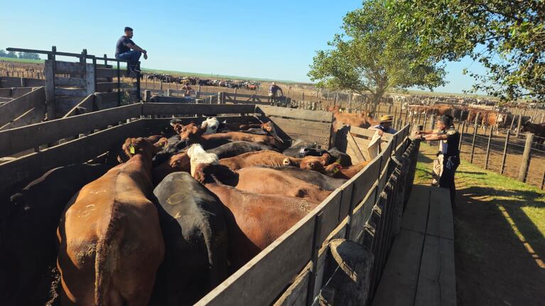 Se recuperaron más de 1000 cabezas de ganado en Córdoba.