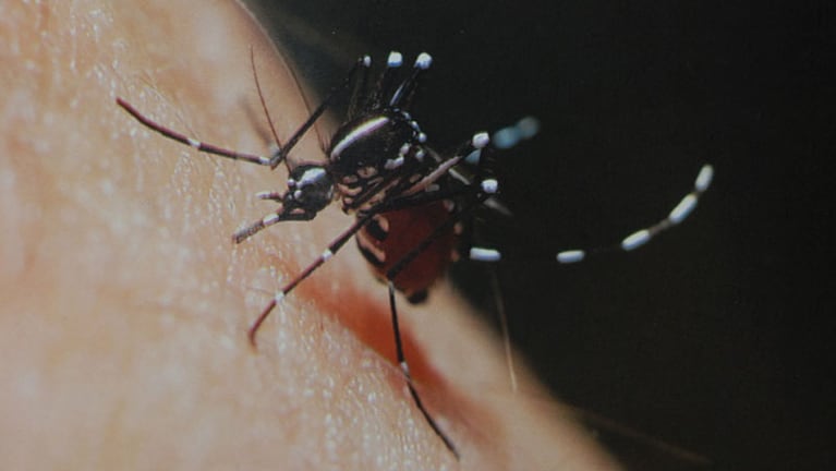 Se registraron en la provincia nuevos casos importados de dengue.
