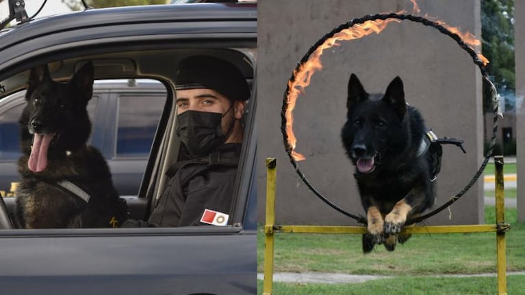 Se retira Buster, el perro antinarcóticos de 100% de efectividad.