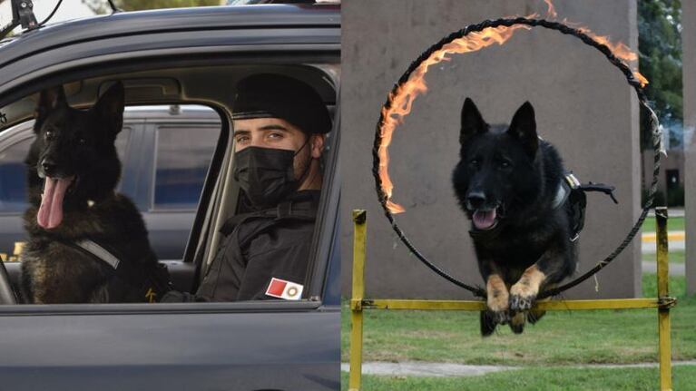 Se retira Buster, el perro antinarcóticos de 100% de efectividad.
