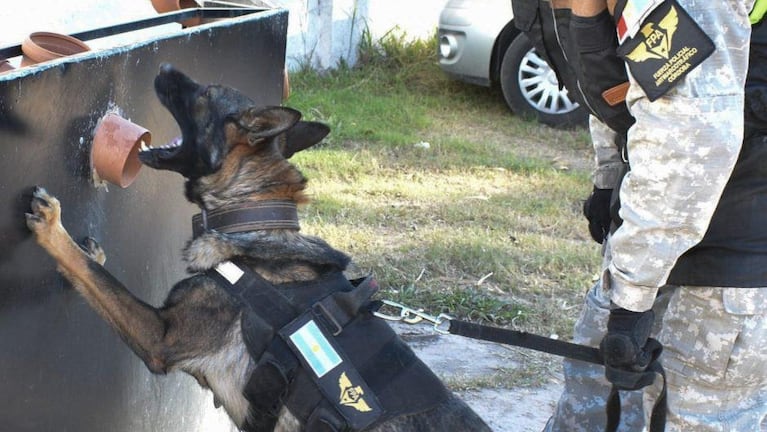 Se retiró la cordobesa Brama, la primera perra detectora de drogas sintéticas de Argentina