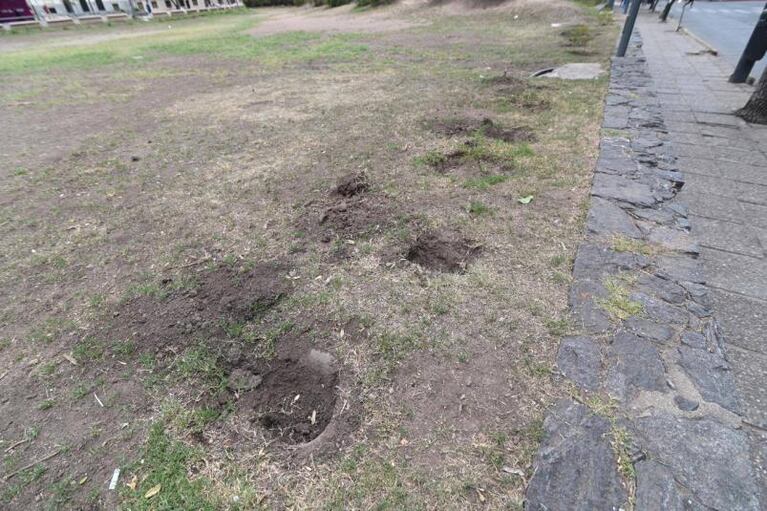 Se robaron los plantines de la plaza de la Intendencia