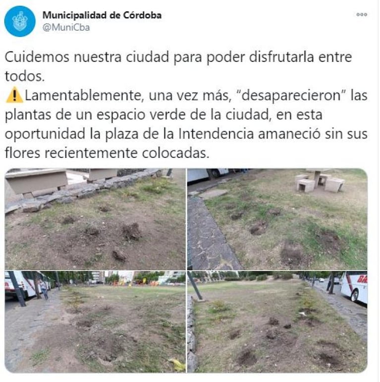 Se robaron los plantines de la plaza de la Intendencia