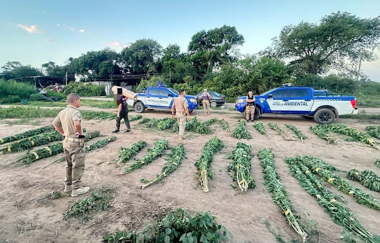 Se secuestró la plantación y el hombre quedó preso.