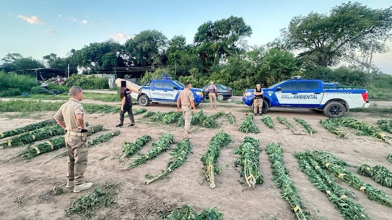 Se secuestró la plantación y el hombre quedó preso.