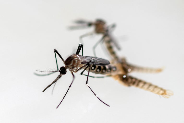 Se siguen registrando casos de Dengue