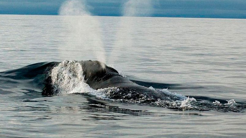 Se trata de algo inédito y en una especie en vías de extinción.