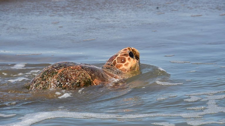 Se trata de un ejemplar de la especie cabezona.