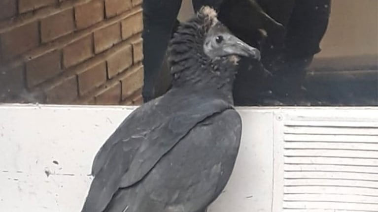 Se trata de un pichón de jote cabeza negra.