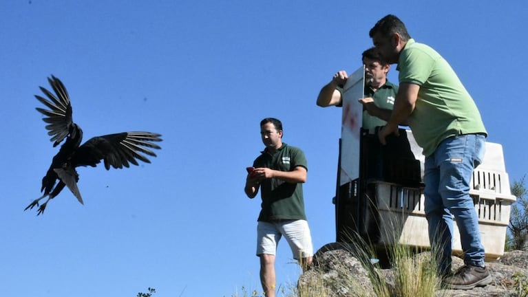 Se trató de la última liberación de fauna silvestre del año en la provincia.