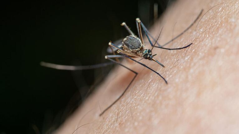 ¿Se viene la salvación a los molestos insectos voladores?
