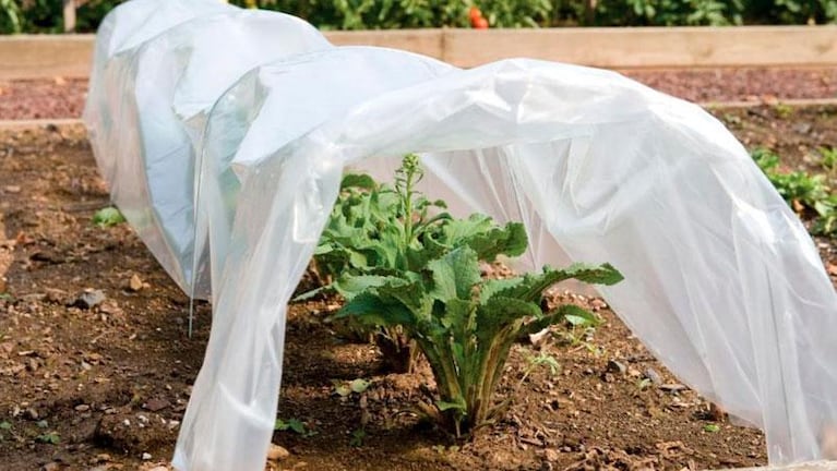 Se viene un miércoles helado en Córdoba: ¿cómo cuidar tus plantas del frío extremo?