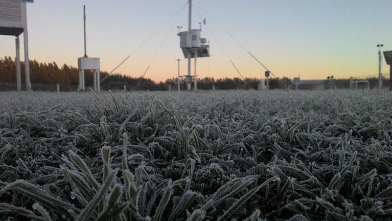 Se viene un miércoles helado en Córdoba: ¿cómo cuidar tus plantas del frío extremo?