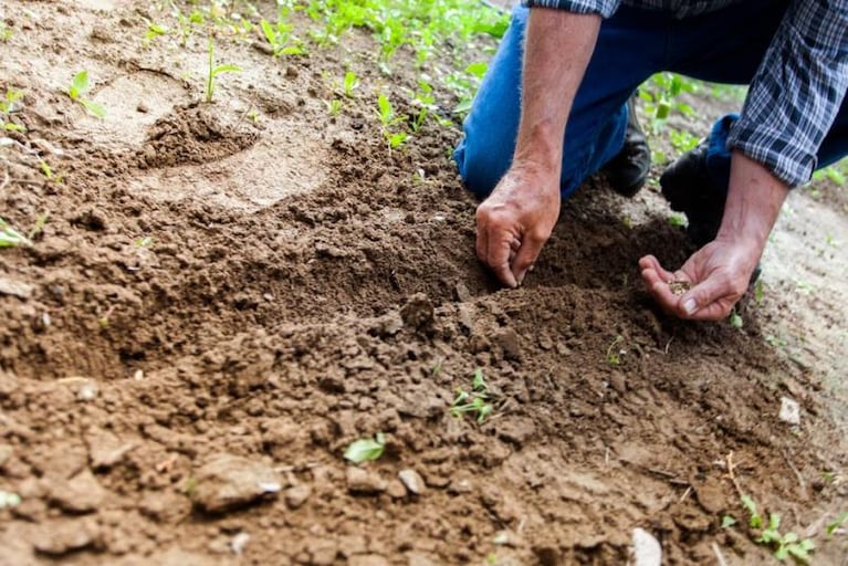 Se vino el frío: ¿sabés cómo cuidar tu jardín?