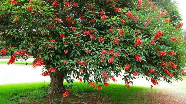 Se vino el frío: ¿sabés cómo cuidar tu jardín?